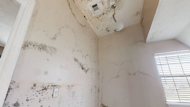 Reliable Wilson, PA Mold Removal Solutions