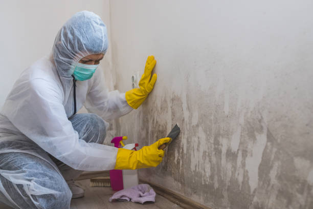 Mold Remediation for Rental Properties in Wilson, PA